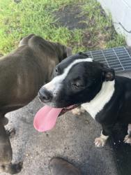 Found/Stray Female Dog last seen Tibet road/ Simmons Crossing, Ludowici, GA 31316