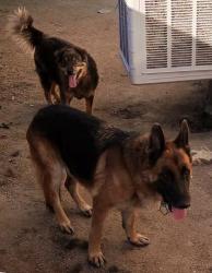Reunited Unknown Dog last seen Ave r -8 and 12th st east, Palmdale, CA 93551