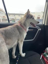 Reunited Female Dog last seen El Cajón and Utah St, San Diego, CA 92104