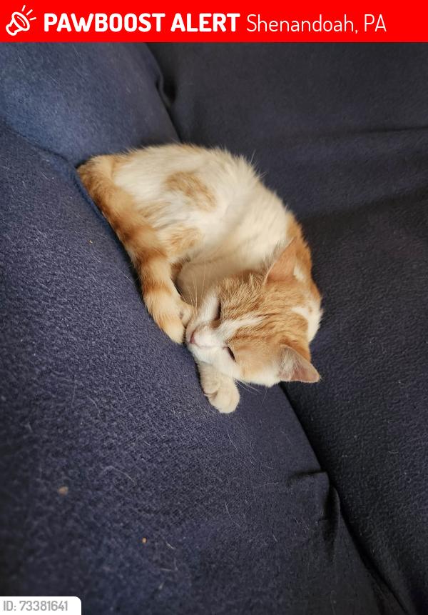 Lost Female Cat last seen Centre st, Shenandoah, PA 17976