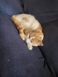 Lost Female Cat last seen Centre st, Shenandoah, PA 17976