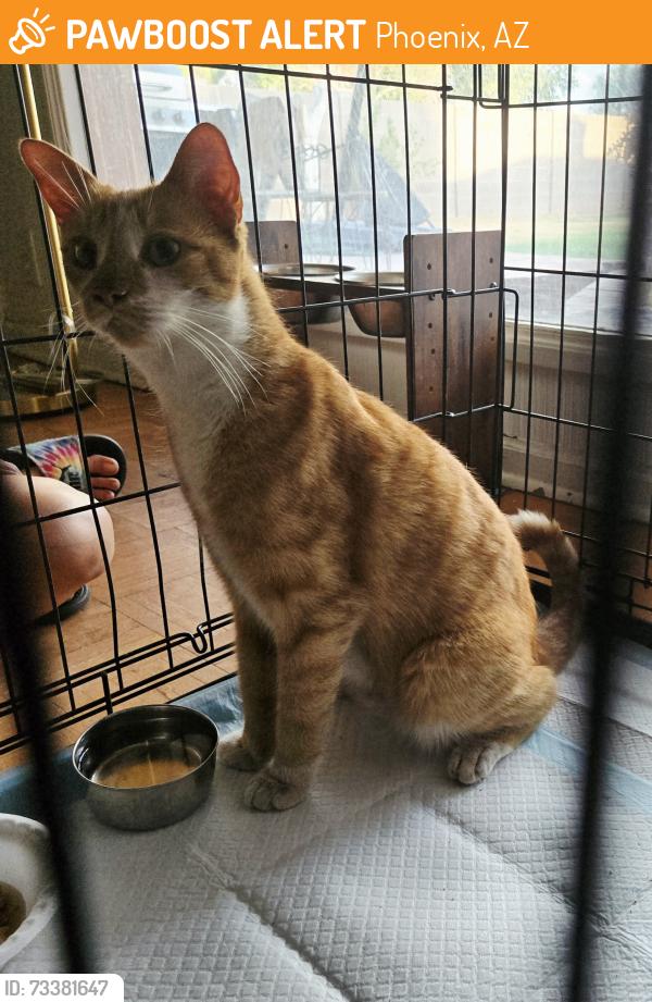Found/Stray Female Cat last seen 15th ave and Thomas, Phoenix, AZ 85015