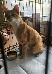 Found/Stray Female Cat last seen 15th ave and Thomas, Phoenix, AZ 85015