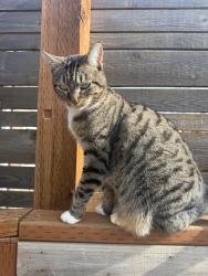 Lost Female Cat last seen Skyline and Davis Rd, Salem, OR 97306