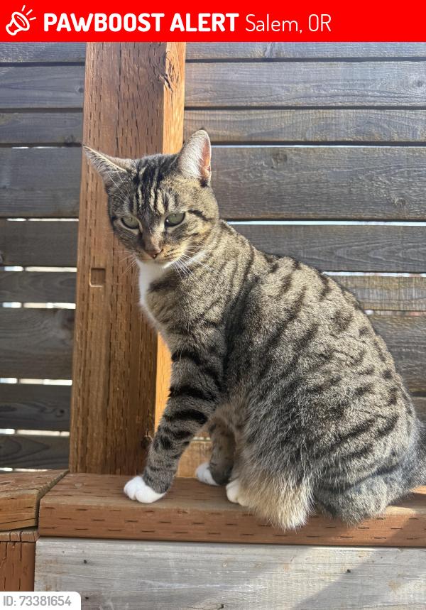 Lost Female Cat last seen Skyline and Davis Rd, Salem, OR 97306