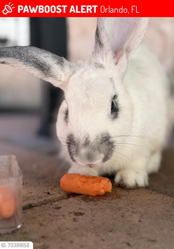 Lost Unknown Rabbit last seen Winding creek lane, Orlando, FL 32825