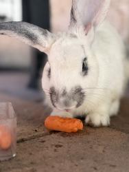 Lost Unknown Rabbit last seen Winding creek lane, Orlando, FL 32825