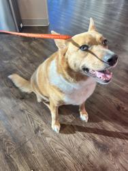 Found/Stray Female Dog last seen Fairgreen dr maybe, Missouri City, TX 77459