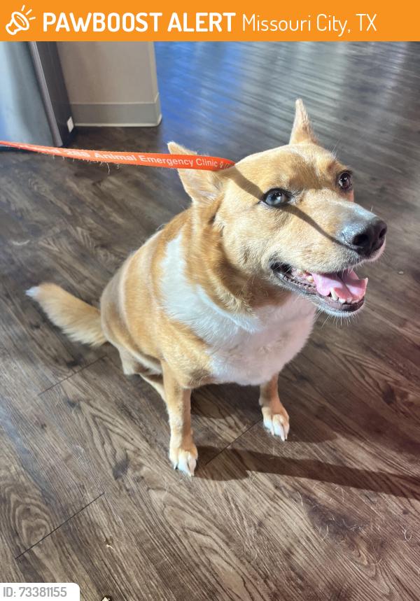Found/Stray Female Dog last seen Fairgreen dr maybe, Missouri City, TX 77459