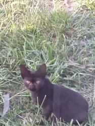 Reunited Female Cat last seen Sw Chad Ave & SW Glen Rd, Port St. Lucie, FL 34953