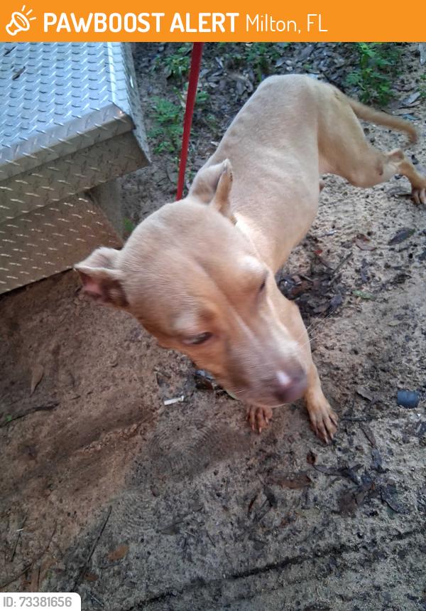 Found/Stray Female Dog last seen By Hobbs middle school, Milton, FL 32570
