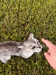Found/Stray Unknown Cat last seen Near the meadows & congress, Boynton Beach, FL 33436