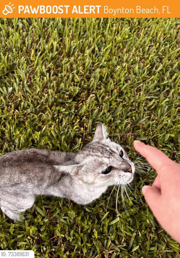 Found/Stray Unknown Cat last seen Near the meadows & congress, Boynton Beach, FL 33436