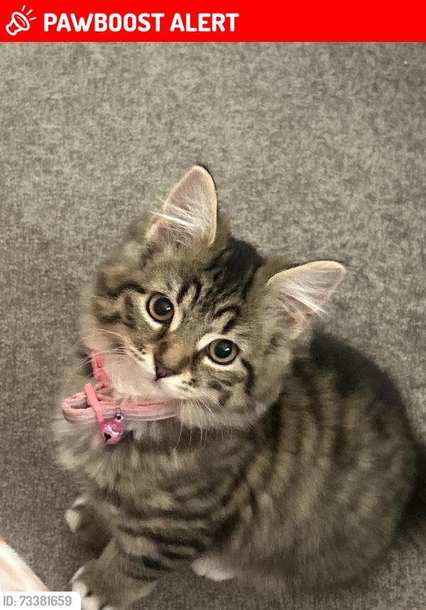 Lost Female Cat last seen Fish and chip shop, Farnworth, England BL4 9QX