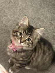 Lost Female Cat last seen Fish and chip shop, Farnworth, England BL4 9QX