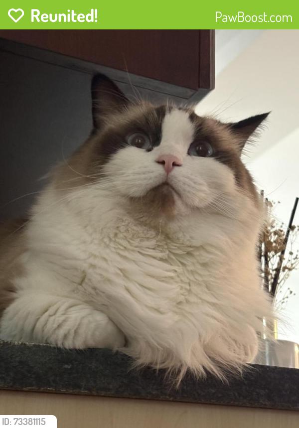 Reunited Male Cat last seen Near Meadow Ave, Bronxville, NY 10708