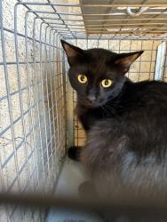 Shelter Stray Male Cat last seen Near BLOCK W LIBERTY ST, OKLAHOMA CITY OK 73107, 2811 SE 29th St, Oklahoma City, OK 73129, USA