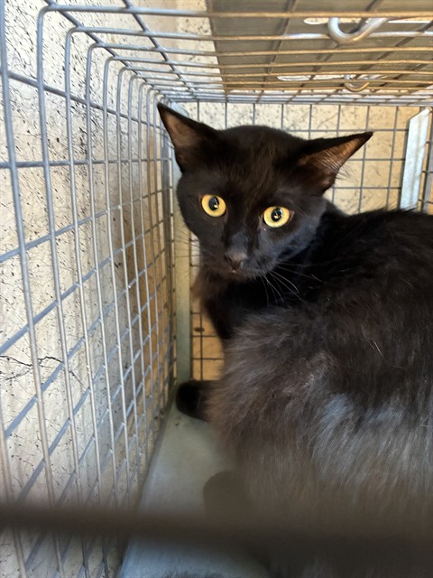 Shelter Stray Male Cat last seen Near BLOCK W LIBERTY ST, OKLAHOMA CITY OK 73107, 2811 SE 29th St, Oklahoma City, OK 73129, USA