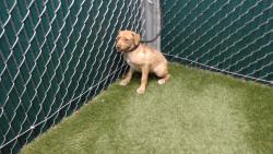 Shelter Stray Female Dog last seen , 11258 Garfield Ave, Downey, CA 90242, USA