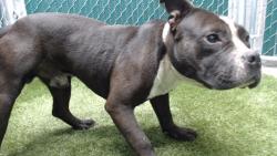 Shelter Stray Male Dog last seen , 11258 Garfield Ave, Downey, CA 90242, USA
