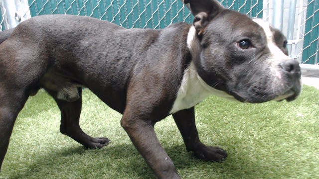 Shelter Stray Male Dog last seen , 11258 Garfield Ave, Downey, CA 90242, USA