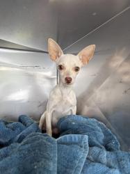Shelter Stray Female Dog last seen 23RD ST, 19640 Dogpatch Ln, Land O' Lakes, FL 34638, USA