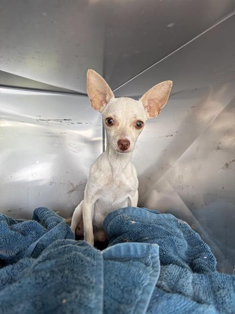Shelter Stray Female Dog last seen 23RD ST, 19640 Dogpatch Ln, Land O' Lakes, FL 34638, USA