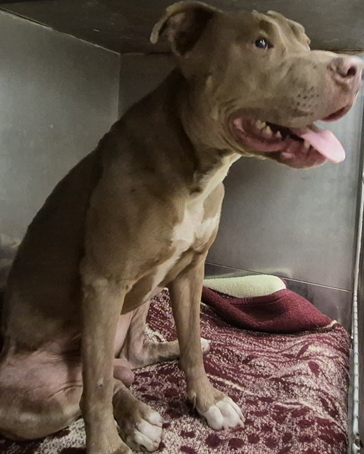 Shelter Stray Male Dog last seen , 11258 Garfield Ave, Downey, CA 90242, USA