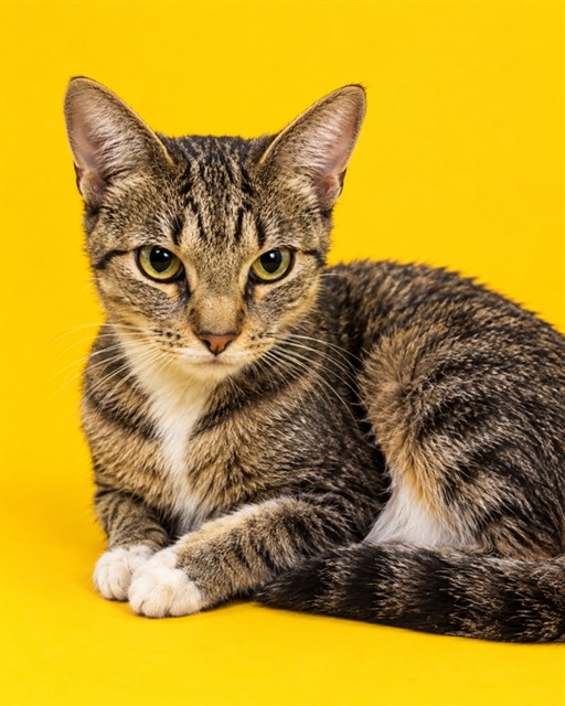 Shelter Stray Female Cat last seen , 2020 Forest St, Jacksonville, FL 32204, USA