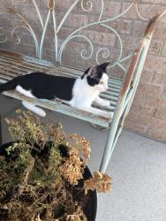 Lost Female Cat last seen Near round leaf road, Edmond, OK 73034