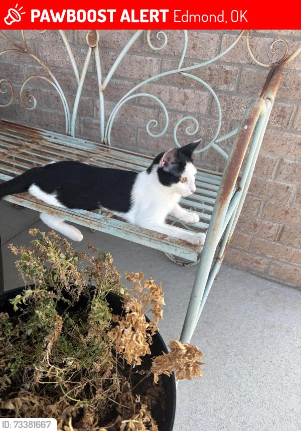 Lost Female Cat last seen Near round leaf road, Edmond, OK 73034