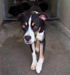 Shelter Stray Male Dog last seen HOME DEPOT ON HOSPITALITY, 333 Chandler Pl, San Bernardino, CA 92408, USA