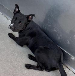 Shelter Stray Male Dog last seen N CALIFORNIA ST, 333 Chandler Pl, San Bernardino, CA 92408, USA