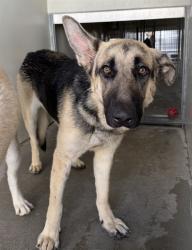 Shelter Stray Male Dog last seen Near BLOCK FOOTHILL BLVD, 333 Chandler Pl, San Bernardino, CA 92408, USA