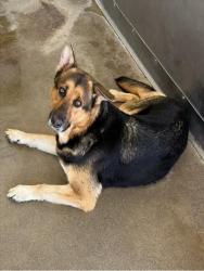Shelter Stray Female Dog last seen COTTONWOOD/MEAD, 333 Chandler Pl, San Bernardino, CA 92408, USA