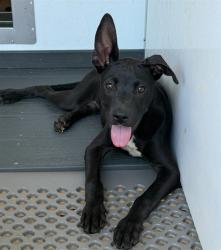 Shelter Stray Female Dog last seen WATERMAN X 3RD, 333 Chandler Pl, San Bernardino, CA 92408, USA