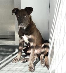 Shelter Stray Male Dog last seen Near BLOCK SUMMERWOOD, 333 Chandler Pl, San Bernardino, CA 92408, USA