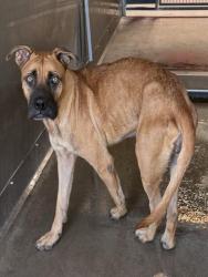 Shelter Stray Female Dog last seen SIERRA AND BASELINE, 333 Chandler Pl, San Bernardino, CA 92408, USA