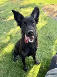Shelter Stray Female Dog last seen 13TH X H ST, 333 Chandler Pl, San Bernardino, CA 92408, USA