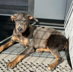 Shelter Stray Male Dog last seen MACY ST X HIGHLAND AVE, 333 Chandler Pl, San Bernardino, CA 92408, USA