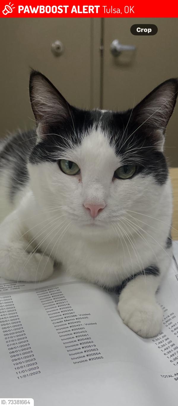 Lost Male Cat last seen 41st & Memorial, Tulsa, OK 74145