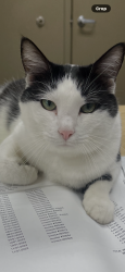 Lost Male Cat last seen 41st & Memorial, Tulsa, OK 74145