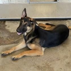 Shelter Stray Female Dog last seen E 2ND ST & N SIERRA WAY, SAN BERNARDINO, CA, 92408, USA, 333 Chandler Pl, San Bernardino, CA 92408, USA