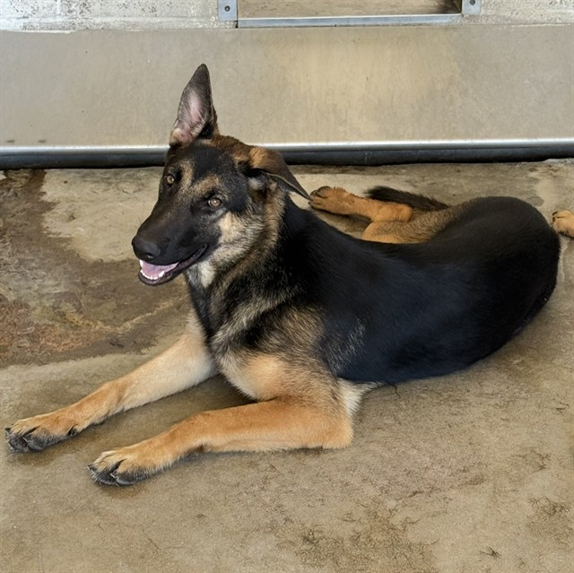 Shelter Stray Female Dog last seen E 2ND ST & N SIERRA WAY, SAN BERNARDINO, CA, 92408, USA, 333 Chandler Pl, San Bernardino, CA 92408, USA