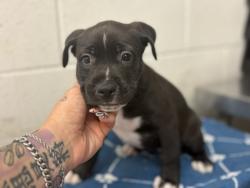 Shelter Stray Female Dog last seen GARDNER, 333 Chandler Pl, San Bernardino, CA 92408, USA