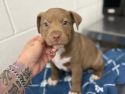 Shelter Stray Female Dog last seen GARDNER, 333 Chandler Pl, San Bernardino, CA 92408, USA