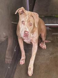 Shelter Stray Female Dog last seen S NEWPORT AVE & E RIALTO AVE, SAN BERNARDINO, CA, 92408, USA, 333 Chandler Pl, San Bernardino, CA 92408, USA