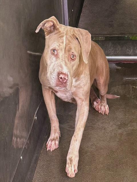 Shelter Stray Female Dog last seen S NEWPORT AVE & E RIALTO AVE, SAN BERNARDINO, CA, 92408, USA, 333 Chandler Pl, San Bernardino, CA 92408, USA