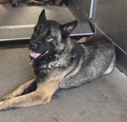 Shelter Stray Male Dog last seen Near BLOCK REDLANDS BLVD, 333 Chandler Pl, San Bernardino, CA 92408, USA