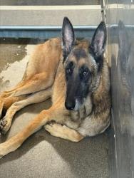 Shelter Stray Male Dog last seen N H ST AND 16TH, 333 Chandler Pl, San Bernardino, CA 92408, USA